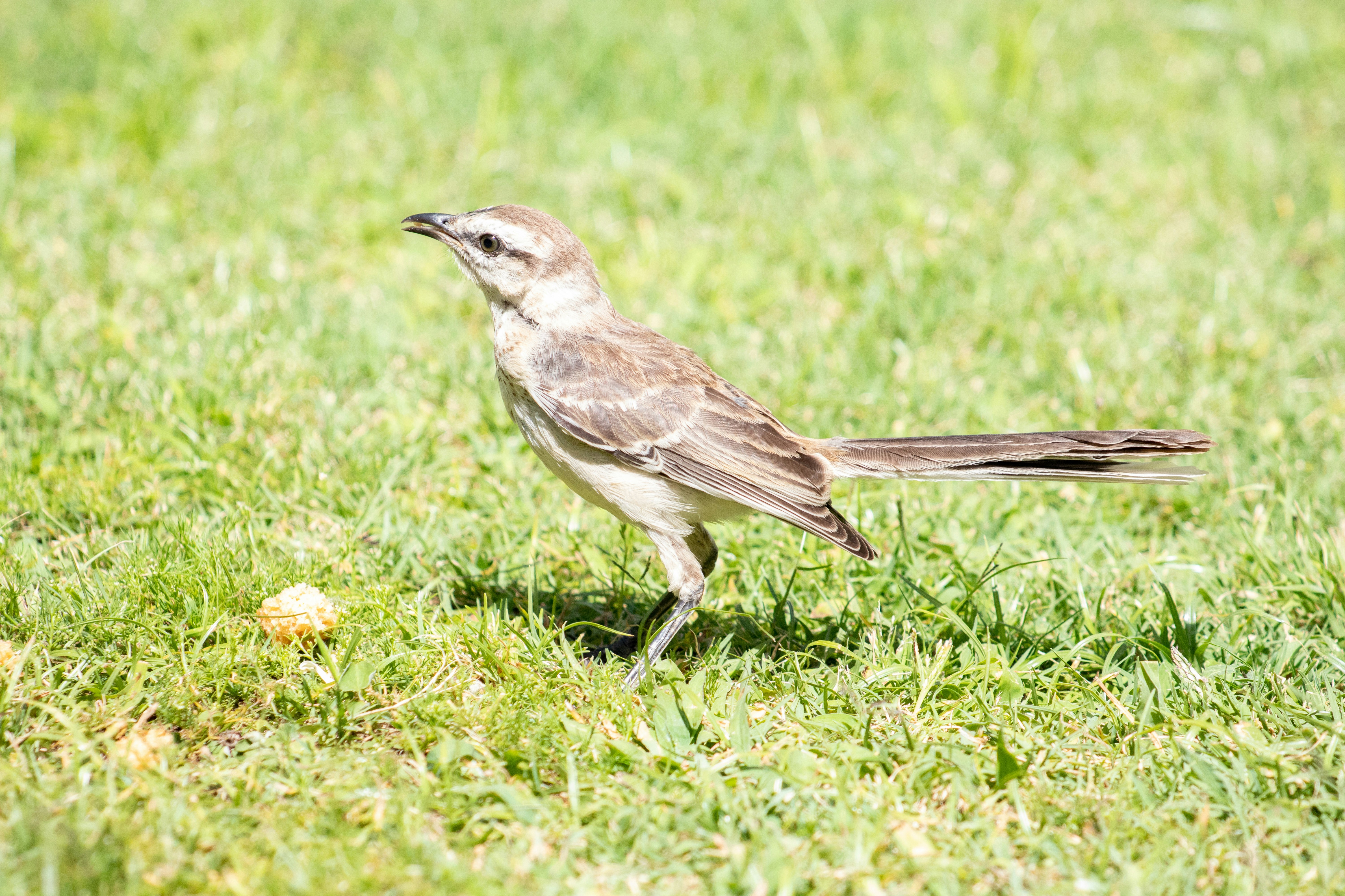 Photo by sonianadales