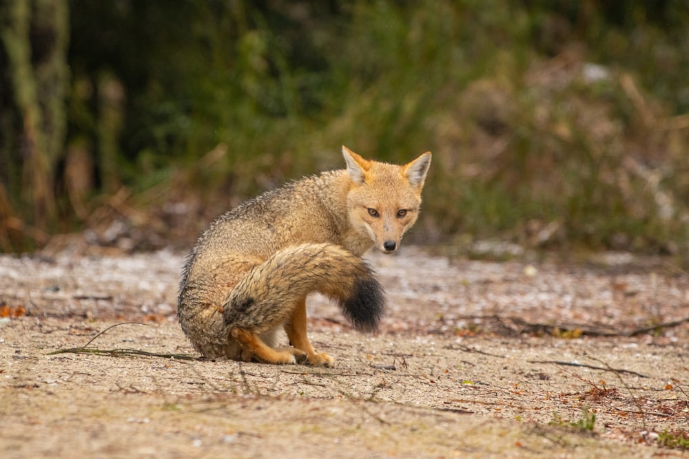 a small fox sitting on top of a dirt field