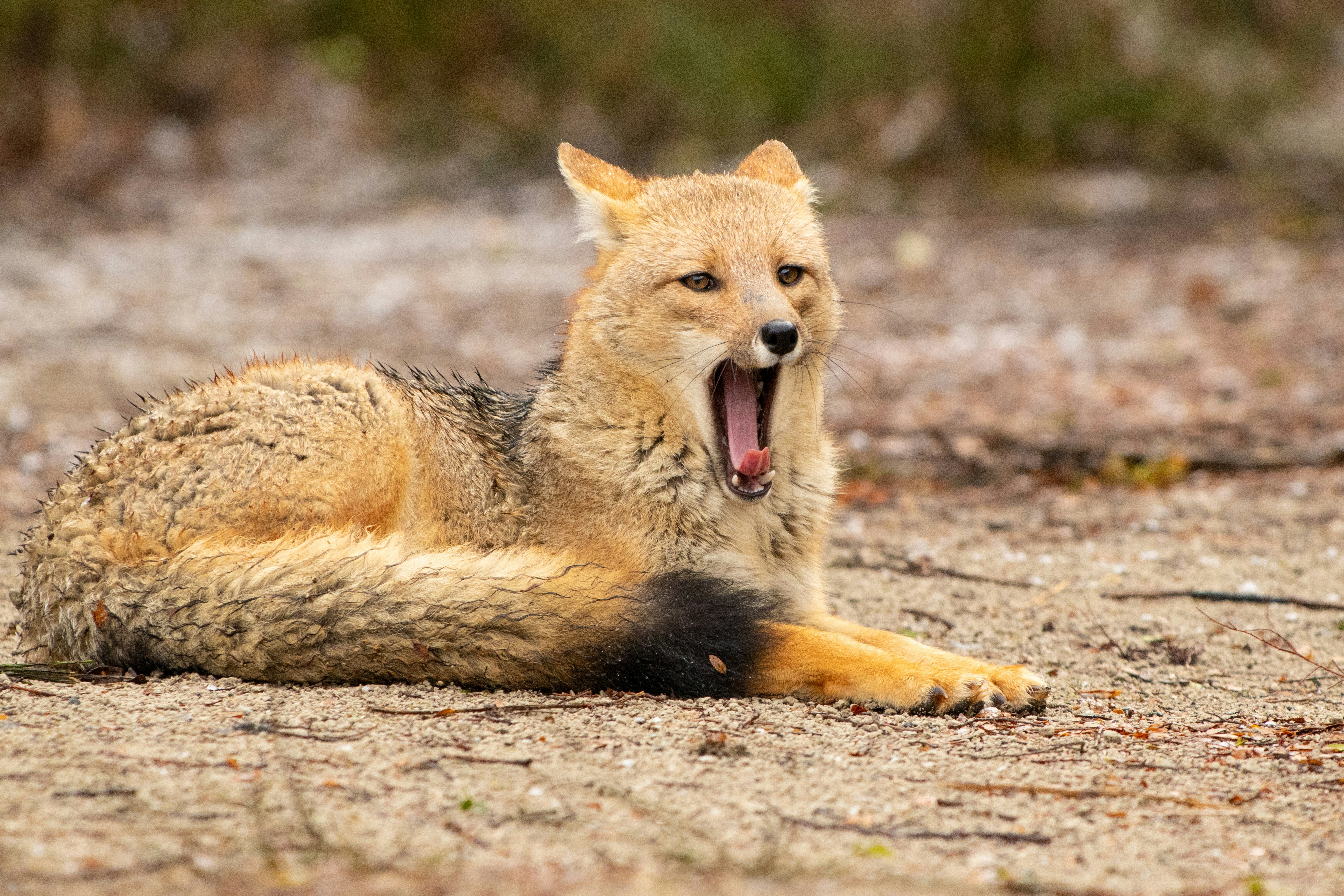 Photo by sonianadales