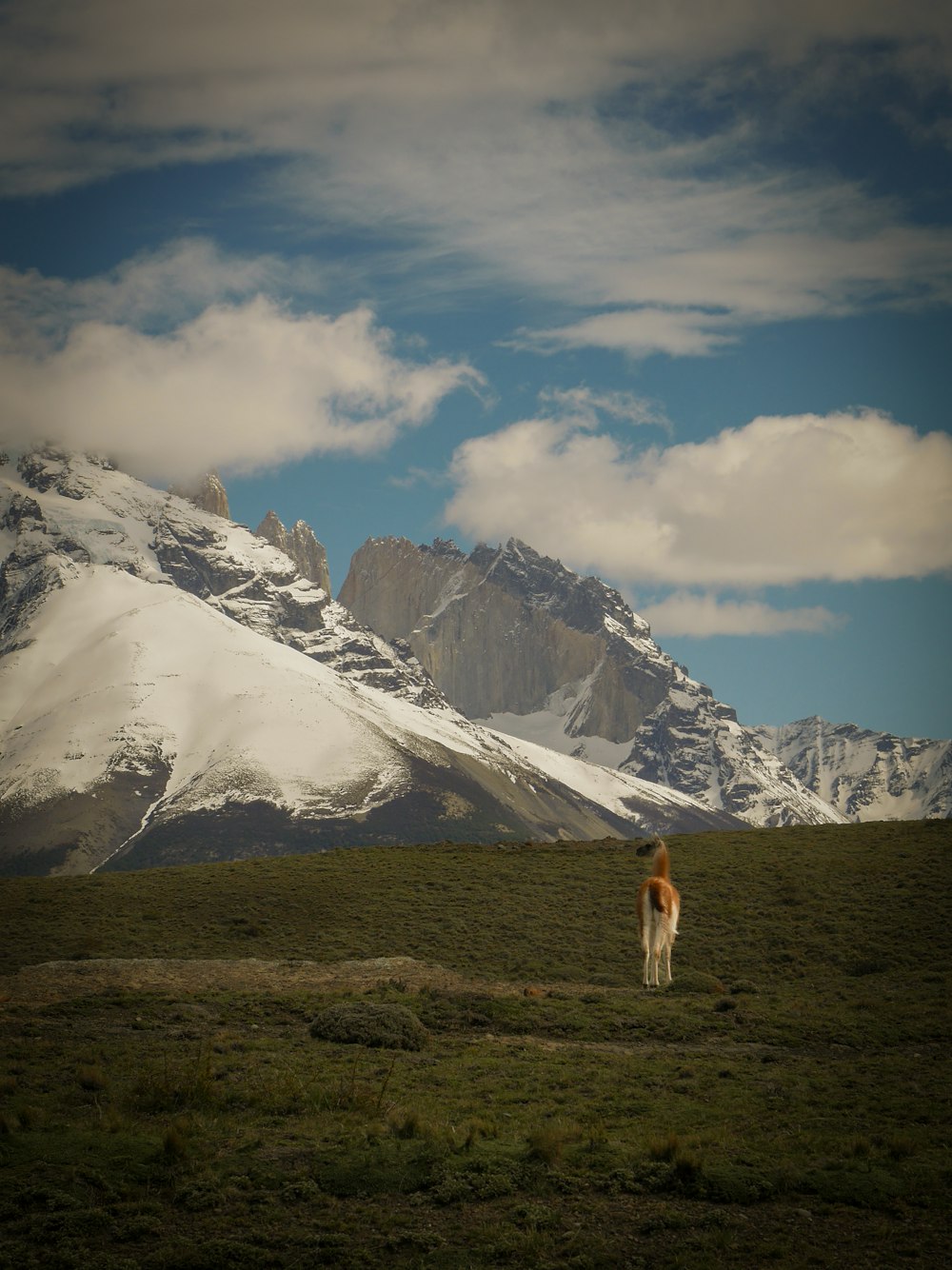 a horse standing in a field with a mountain in the background