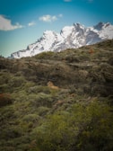 A mountainous landscape with snow-capped peaks in the background, accompanied by rocky formations and dense greenery in the foreground. A lone puma is camouflaged among the rocky and bushy terrain, adding an element of wildlife to the scene.