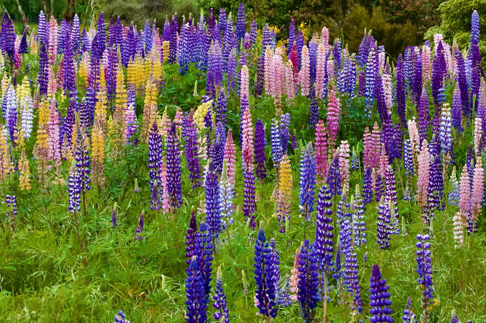 a field full of purple and yellow flowers