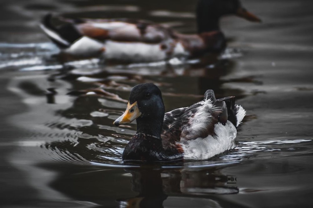 a couple of ducks floating on top of a lake