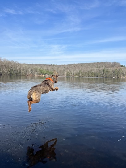 A joyful dog mid-leap with a softly blurred background, showcasing lively movement captured through patient timing.