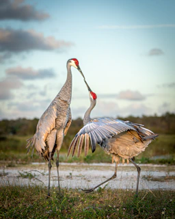 a couple of sandhill crane birds standing on top of a grass covered field