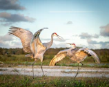 Close-up of a red-crowned crane spreading its wings against a soft sky.