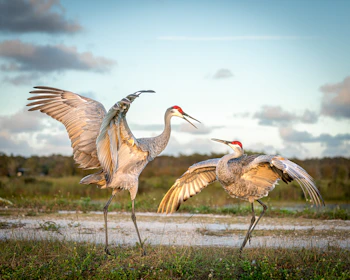 Close-up of a red-crowned crane perched gracefully beside a pine tree, symbolizing welcome.