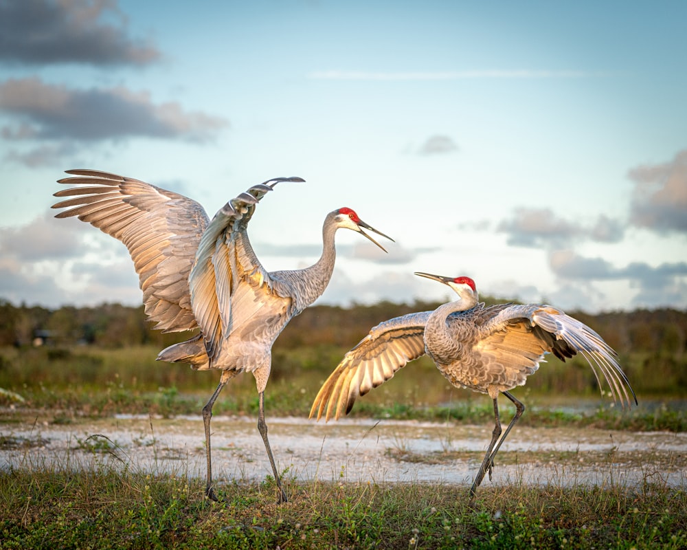 a couple of birds that are standing in the grass