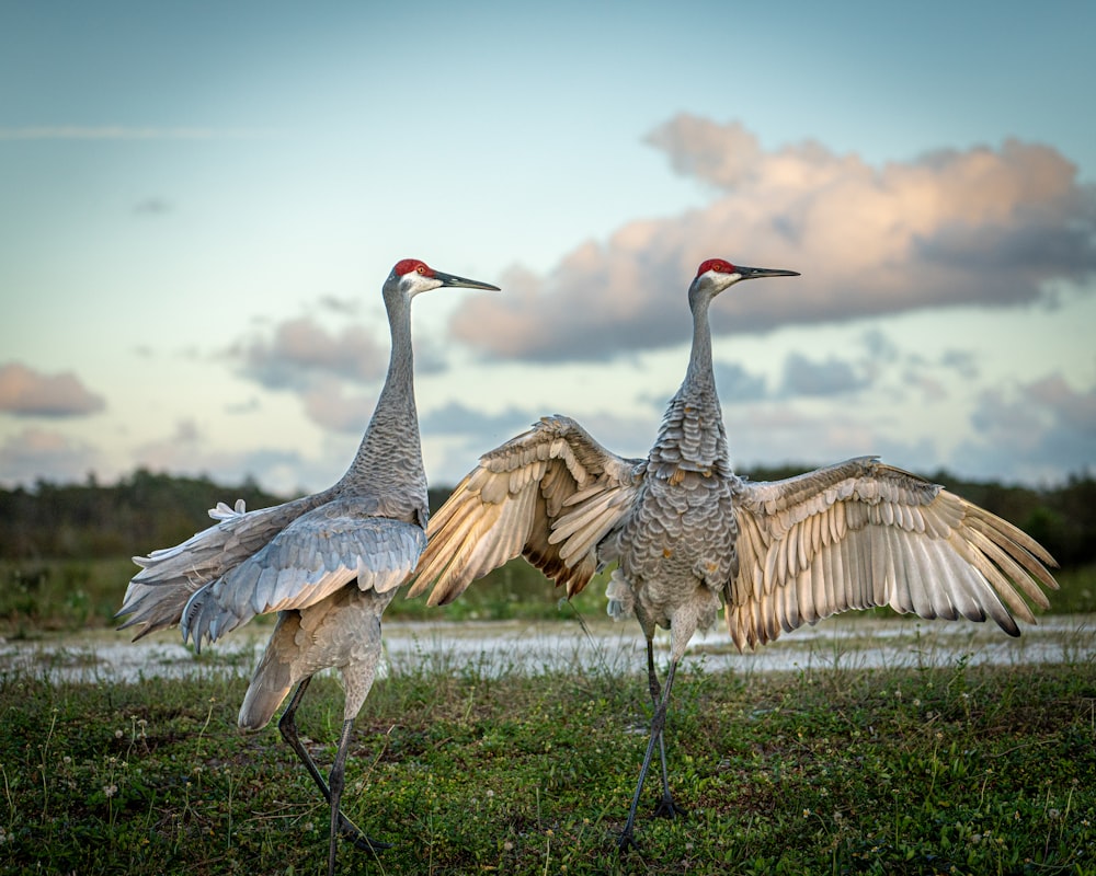 two birds standing next to each other on a field