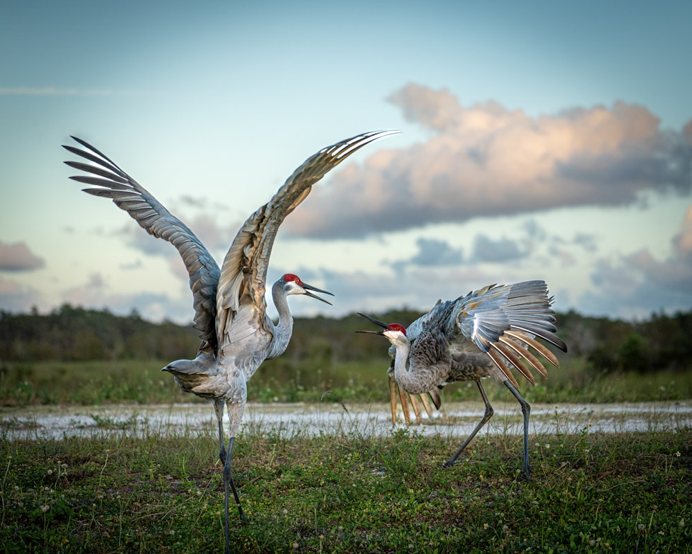 a couple of birds that are standing in the grass