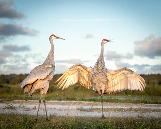 two large birds standing next to each other on a field
