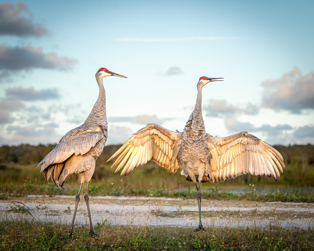 two large birds standing next to each other on a field