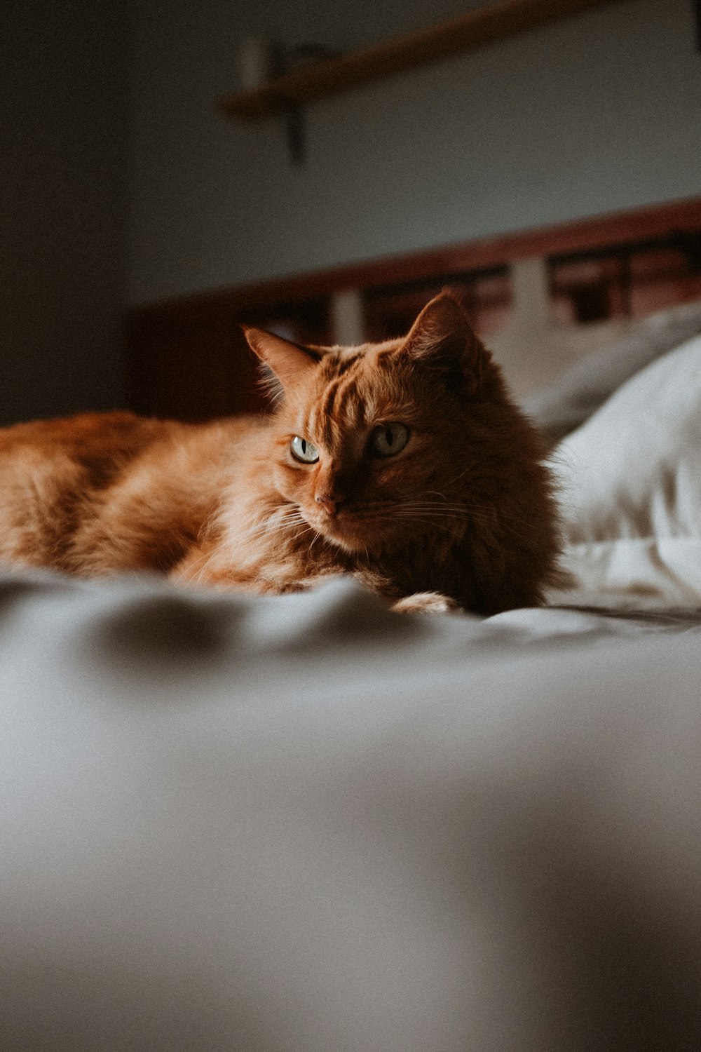 eine orangefarbene Katze, die auf einem Bett liegt