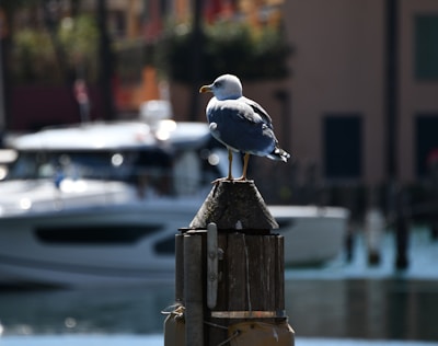 A seagull is perched on a wooden post by the water, with a blurred background showing boats and docks. The lighting is natural, casting highlights and shadows on the bird.