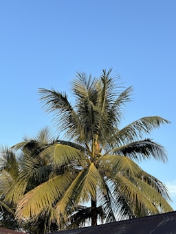 a tall palm tree with a blue sky in the background