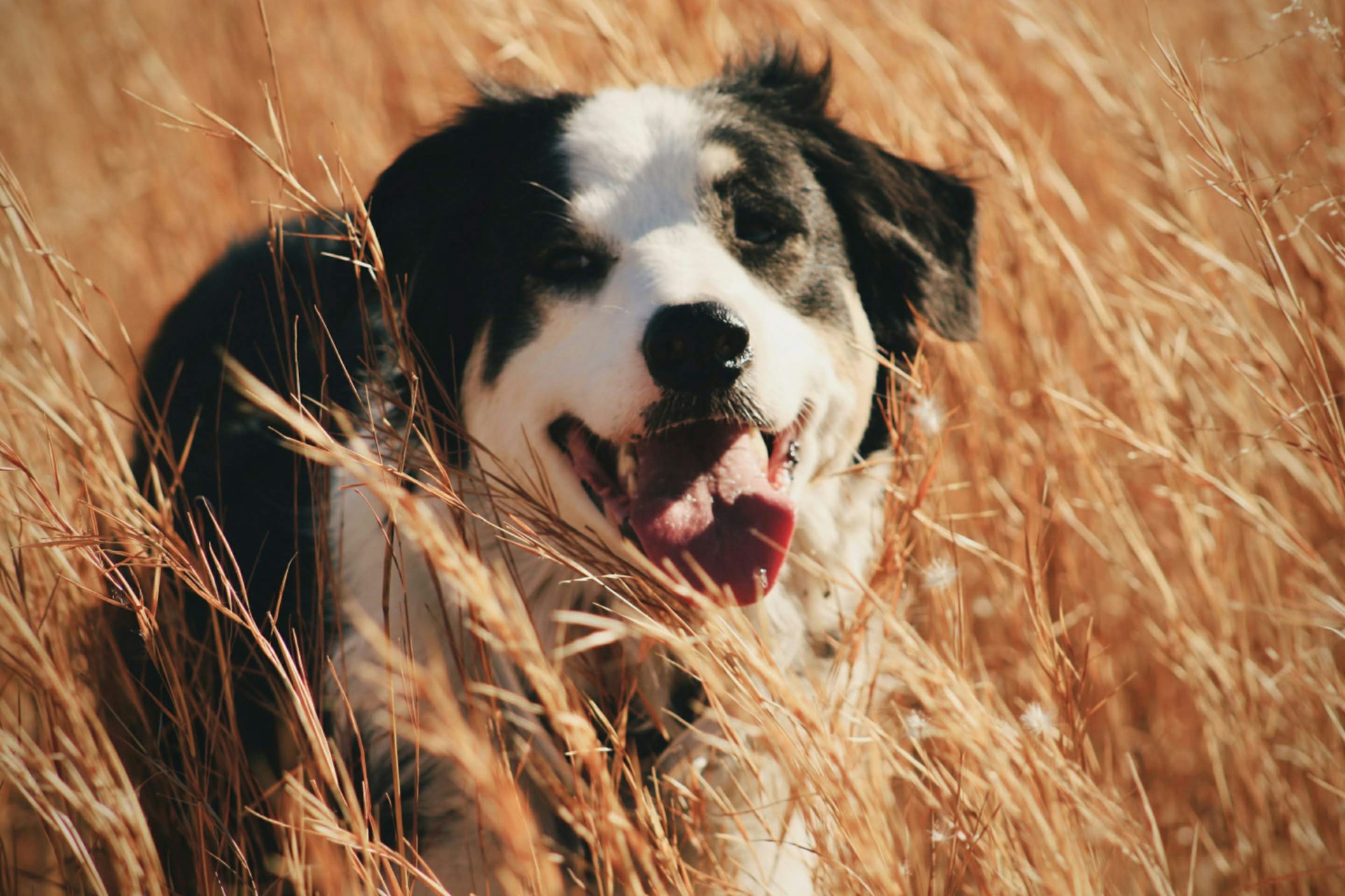 a black and white dog standing in tall grass