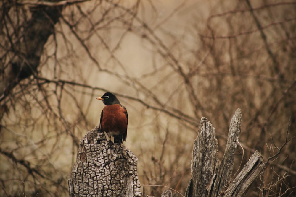 a bird sitting on top of a tree stump