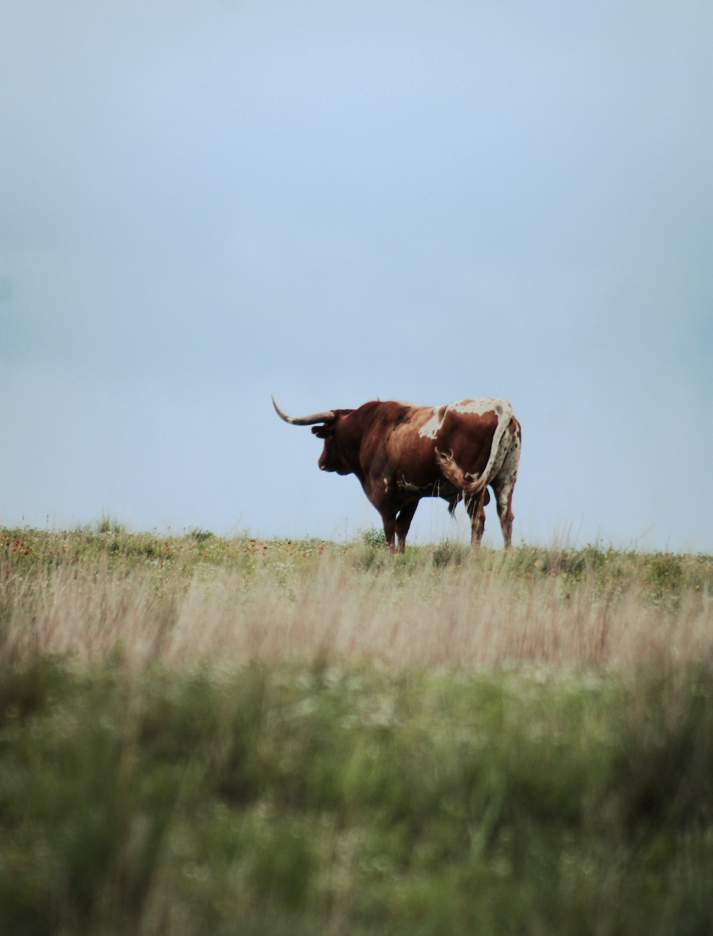 a brown and white cow standing on top of a grass covered field