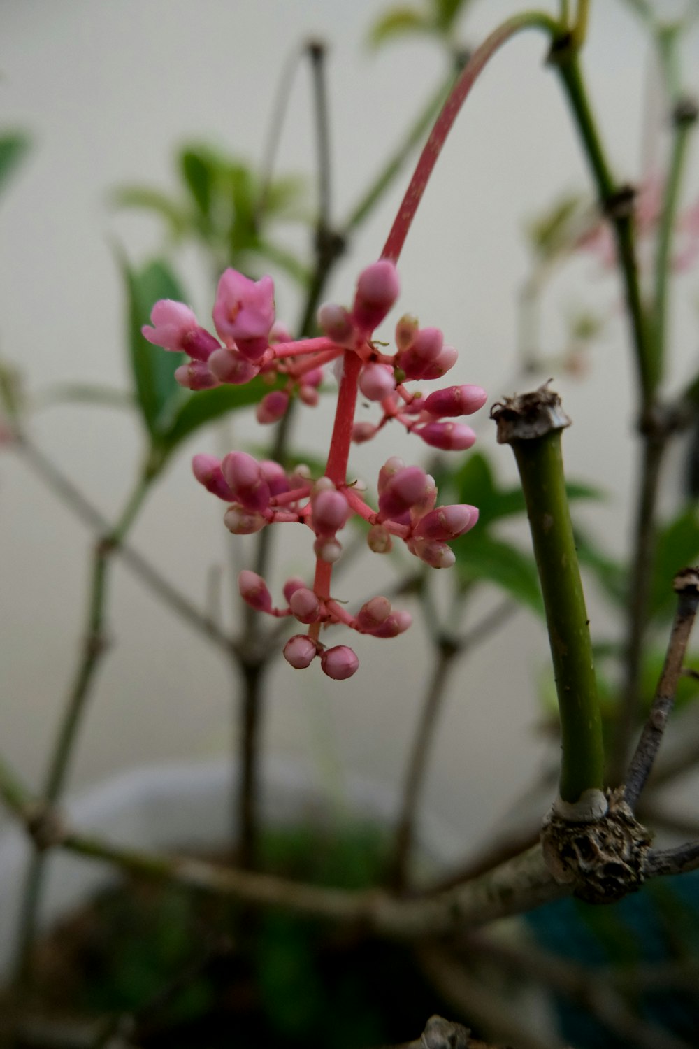 a close up of a plant with pink flowers