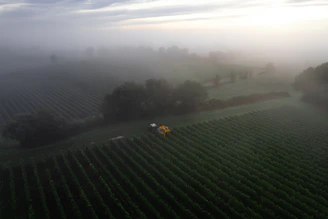 A serene early morning view of farmers hand-harvesting fresh foxnuts in the misty ponds of Purnia, Bihar.