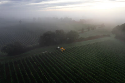 Rows of mango trees stretching into the distance with morning mist settling over the fields.