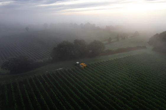 A serene early morning view of farmers hand-harvesting fresh foxnuts in the misty ponds of Purnia, Bihar.