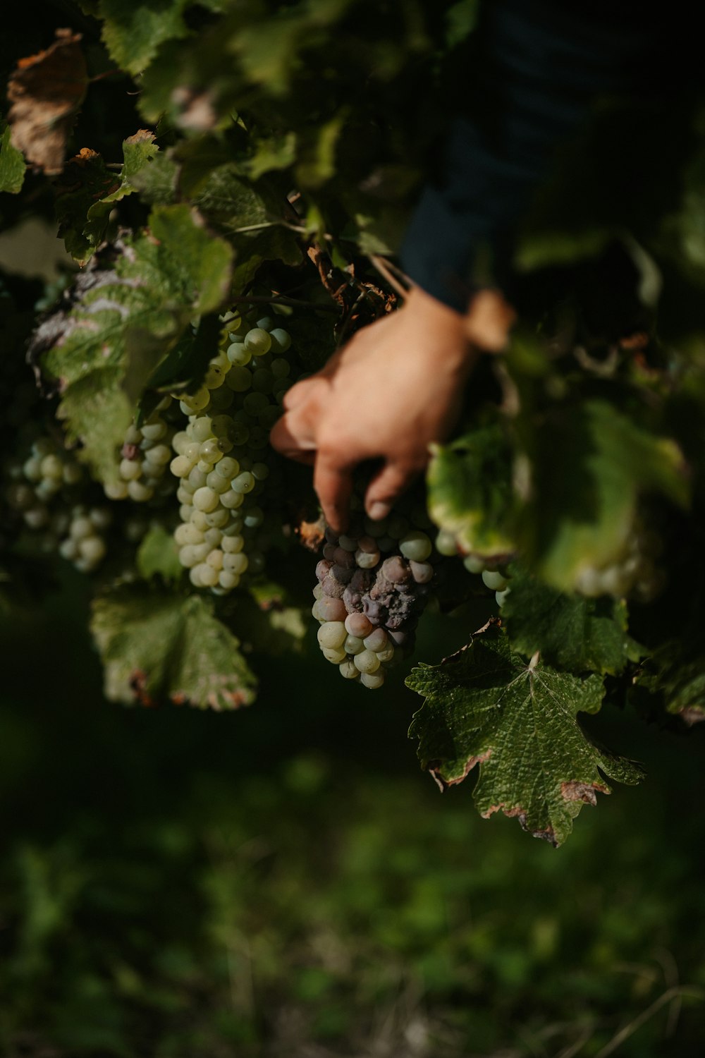 a person picking grapes from a vine