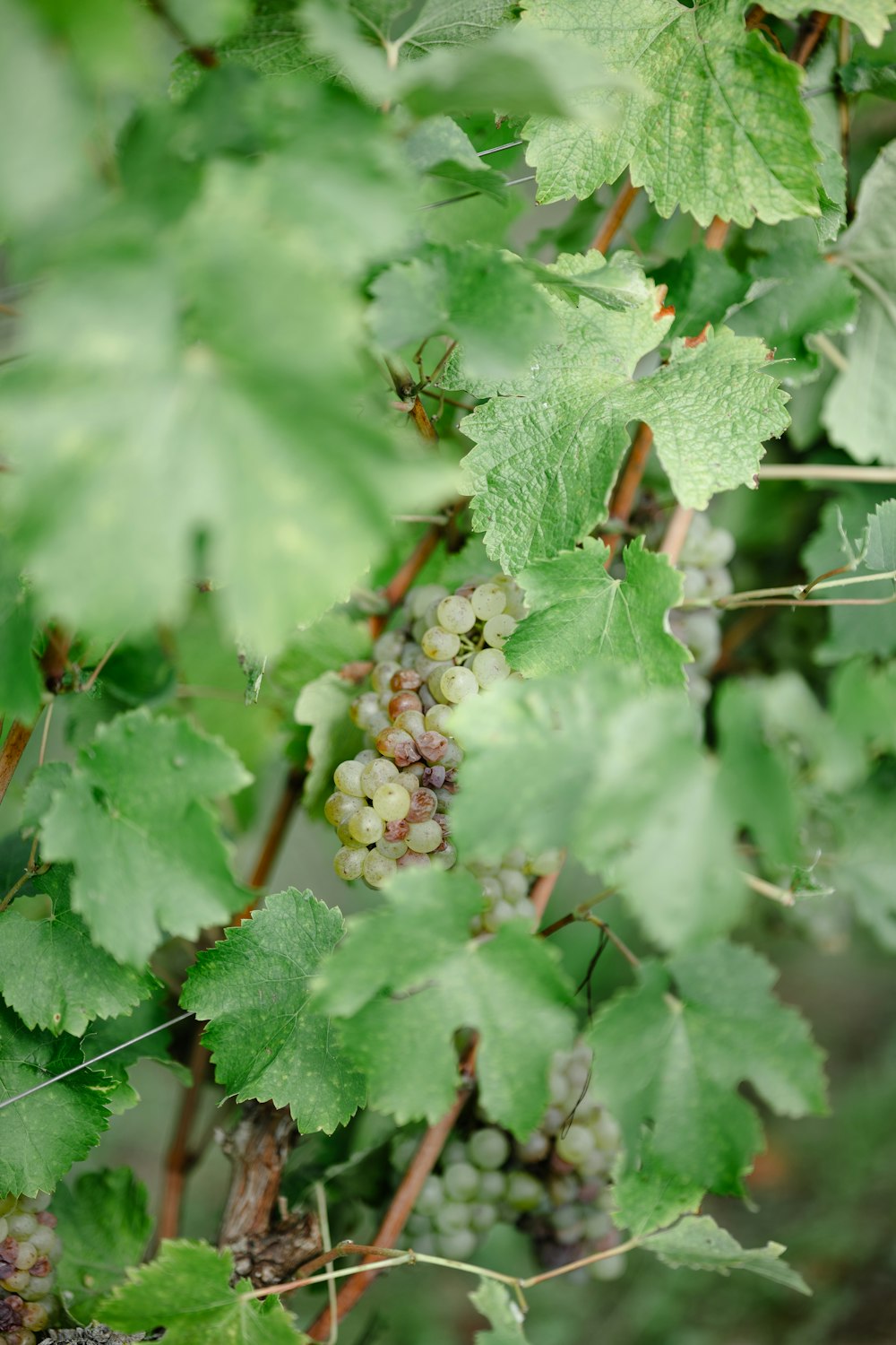 a bunch of grapes growing on a vine