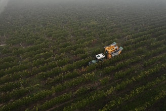 Aerial view of a vineyard with rows of green vines stretching across the field. A harvesting machine and a vehicle are moving through the rows, likely collecting grapes. The landscape is covered in a light fog, creating a serene and calm atmosphere.
