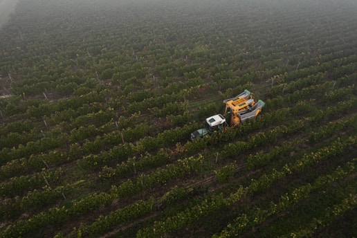 Aerial view of a vineyard with rows of green vines stretching across the field. A harvesting machine and a vehicle are moving through the rows, likely collecting grapes. The landscape is covered in a light fog, creating a serene and calm atmosphere.