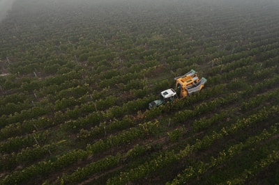 Aerial drone view capturing a sprawling vineyard with morning mist.