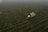 Aerial view of a vineyard with rows of green vines stretching across the field. A harvesting machine and a vehicle are moving through the rows, likely collecting grapes. The landscape is covered in a light fog, creating a serene and calm atmosphere.