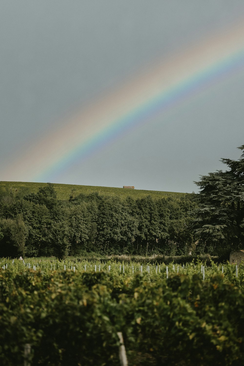 a rainbow in the sky over a lush green field