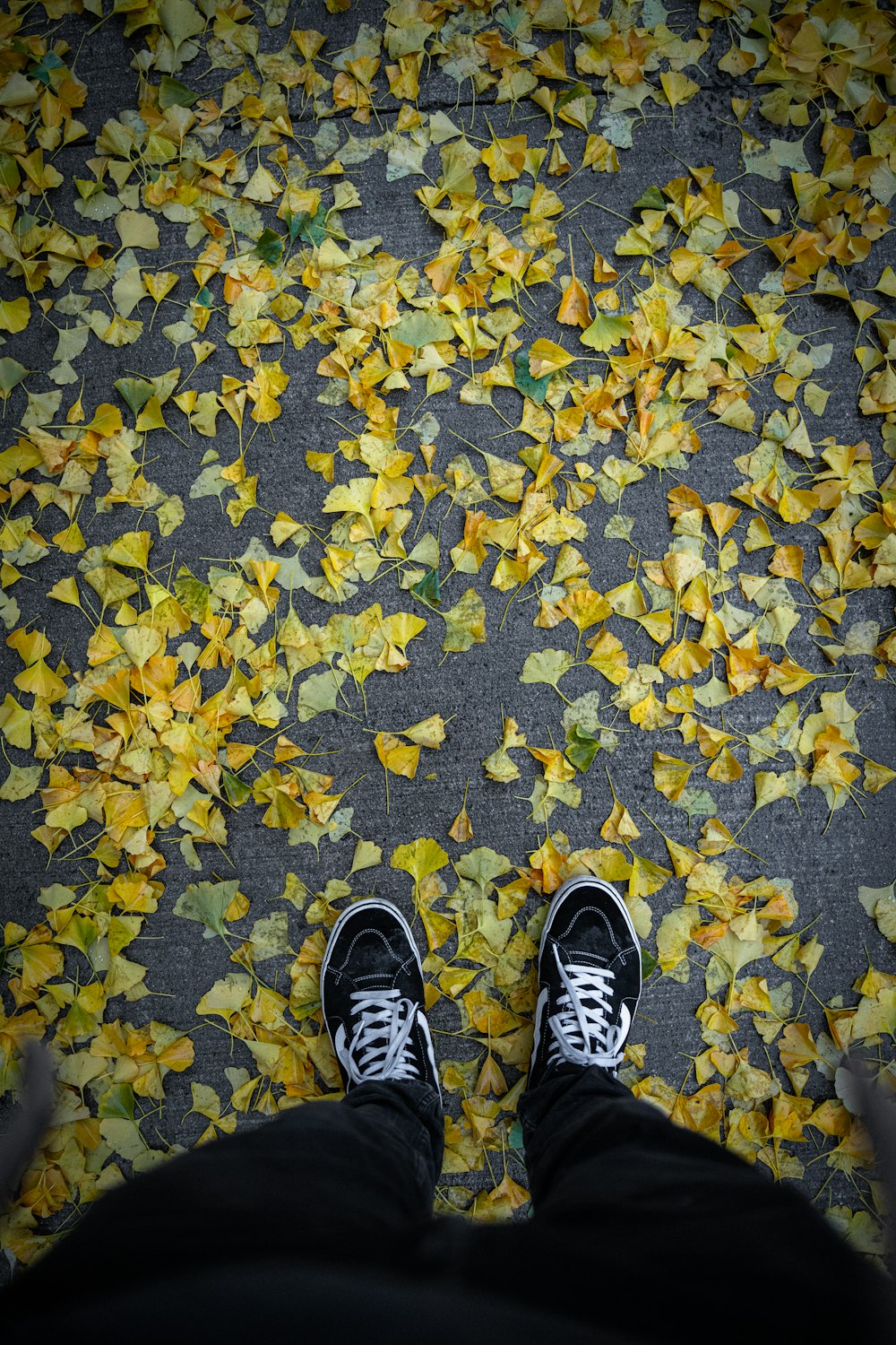 a person standing on a carpet of yellow leaves