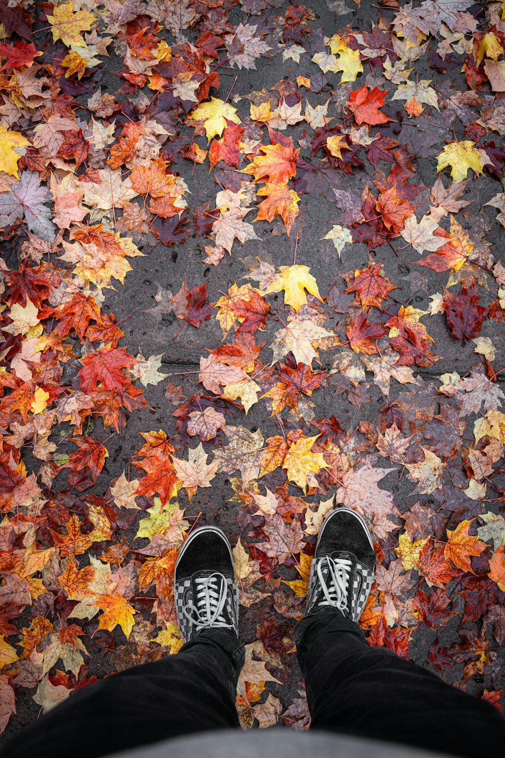 a person standing in front of a carpet of leaves