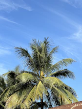 A serene coconut farm with lush green trees under a clear blue sky.