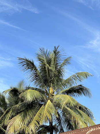 A serene coconut farm with lush green trees under a clear blue sky.
