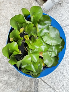 A collection of large green leaves is arranged in a round blue container filled with water. The container is placed on a textured concrete surface near a white pipe. The leaves are likely part of a water plant, such as lotus or lily, and some buds are visible among the leaves.