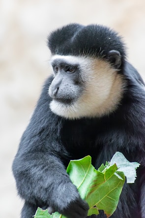 A black and white primate with distinctive facial markings holds a bunch of green leaves. Its fur appears soft, and the expression on its face is calm and contemplative. The background is blurred, drawing focus to the primate.