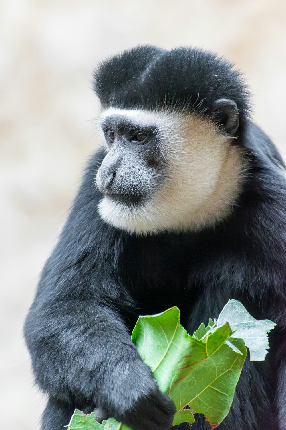 un mono blanco y negro sentado en la parte superior de la rama de un árbol