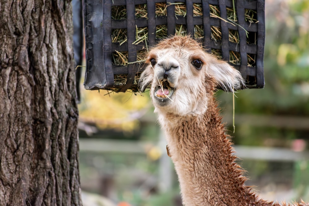 a llama eating hay from a feeder hanging from a tree