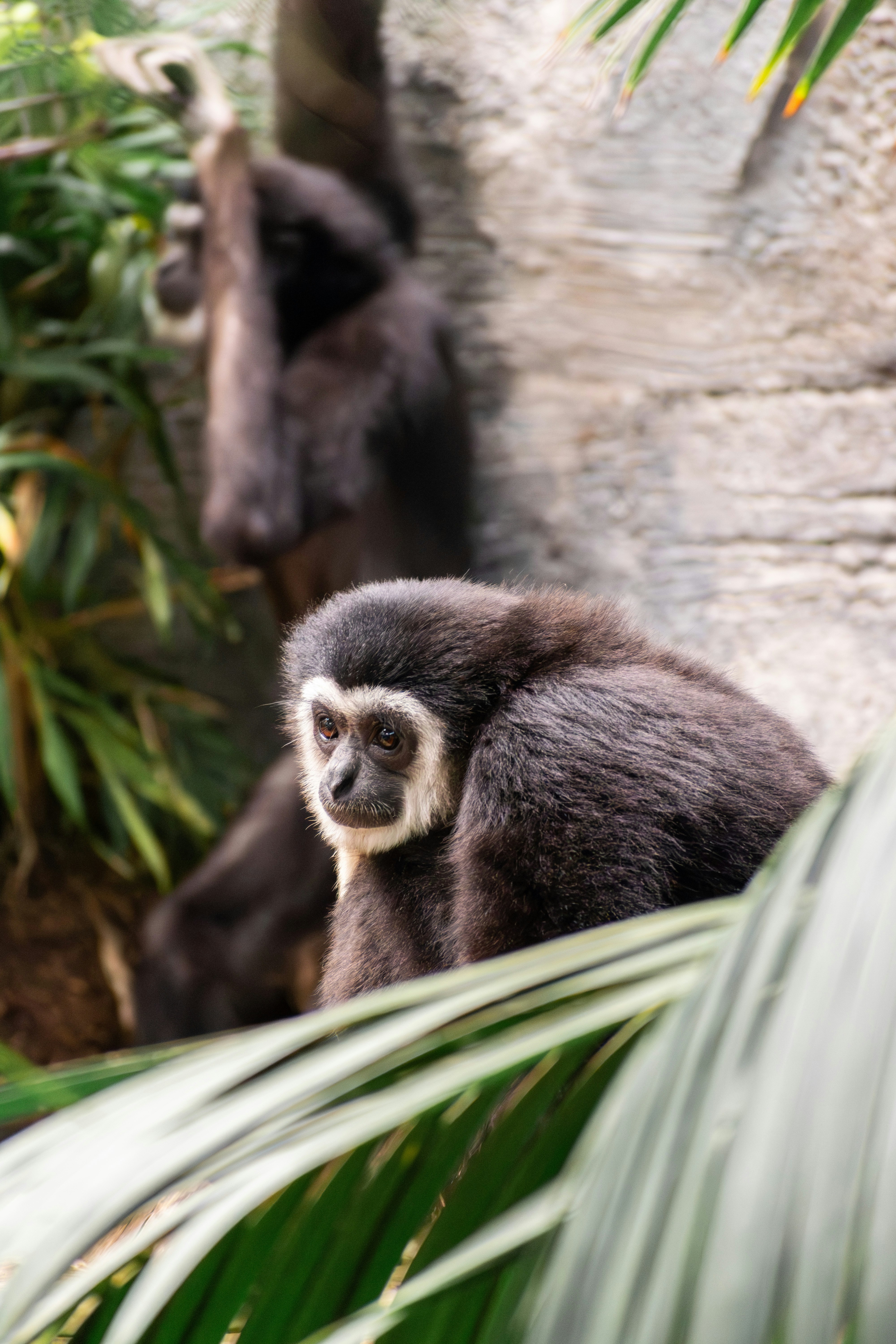 un singe noir et blanc assis dans un arbre