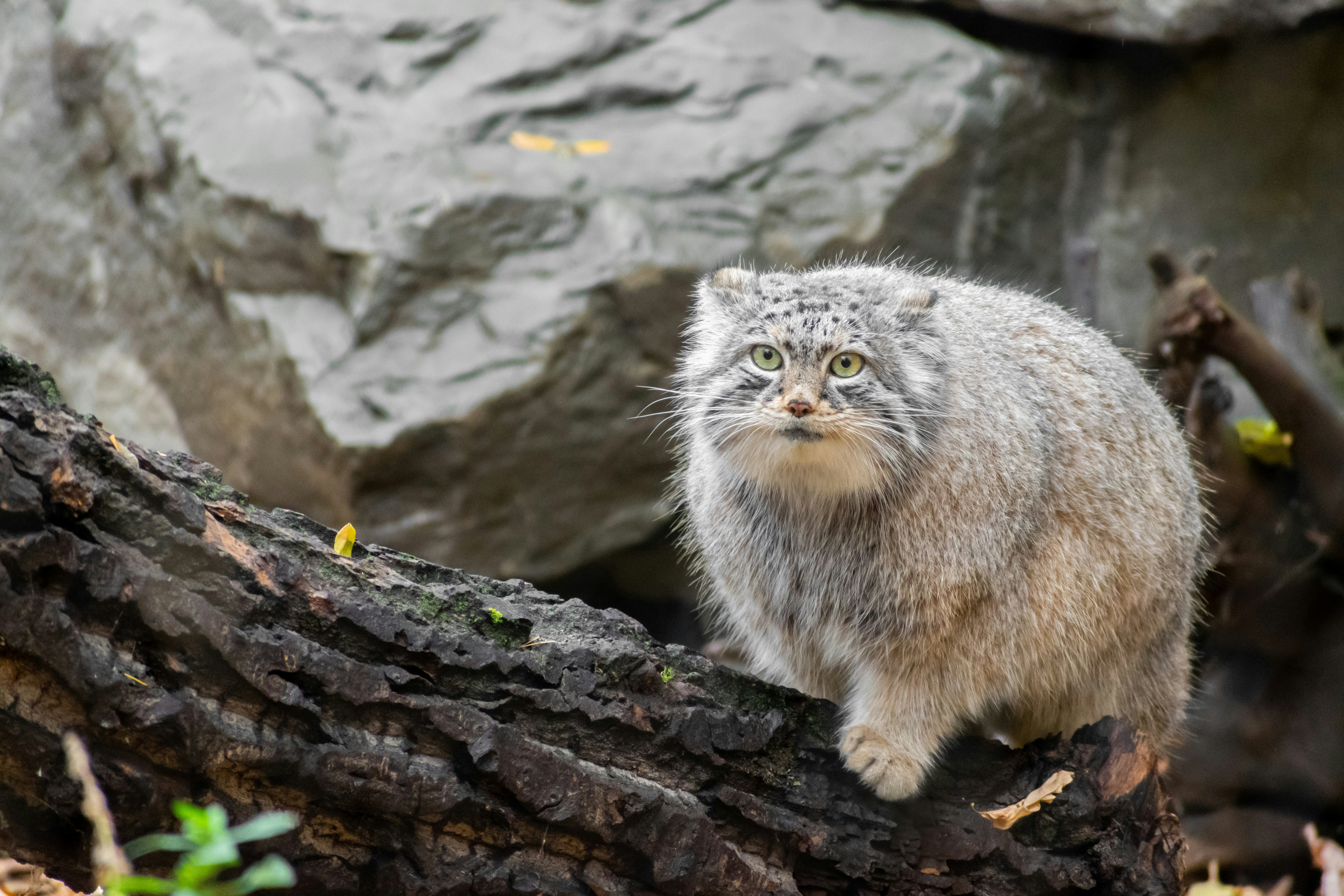 Pallas’s Cat: The Fluffy Grump of the Steppes (image credits: unsplash)