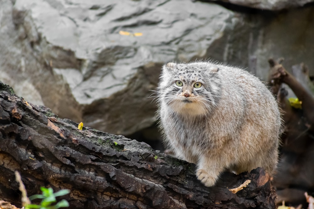 a cat is standing on a tree branch