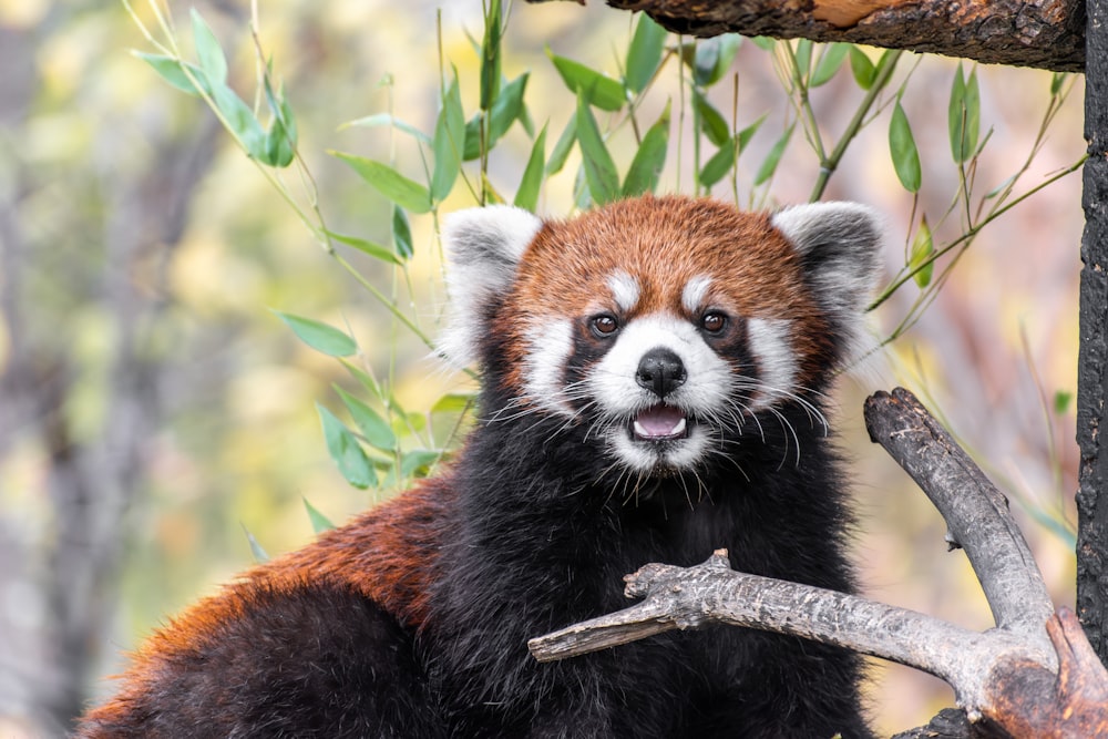 Un panda rojo sentado en la parte superior de la rama de un árbol