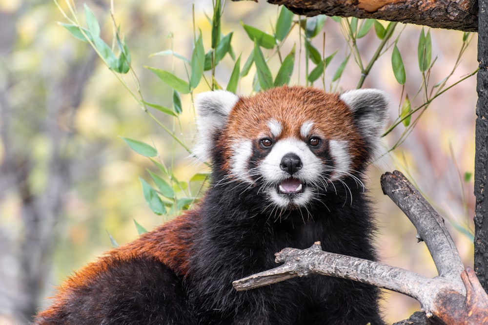 a red panda sitting on top of a tree branch