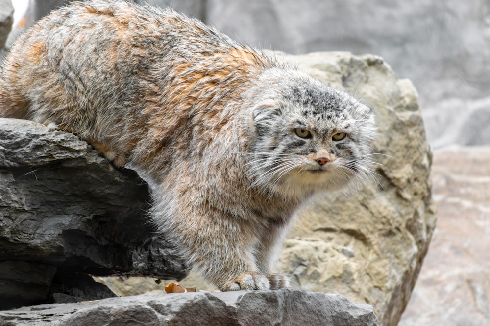 a gray and white cat standing on top of a rock
