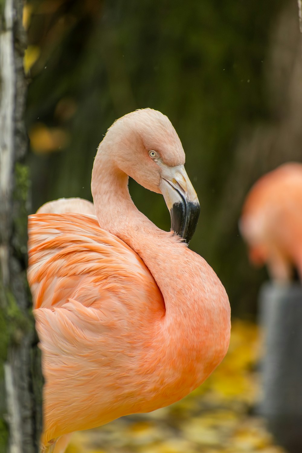 two flamingos standing next to each other near a tree