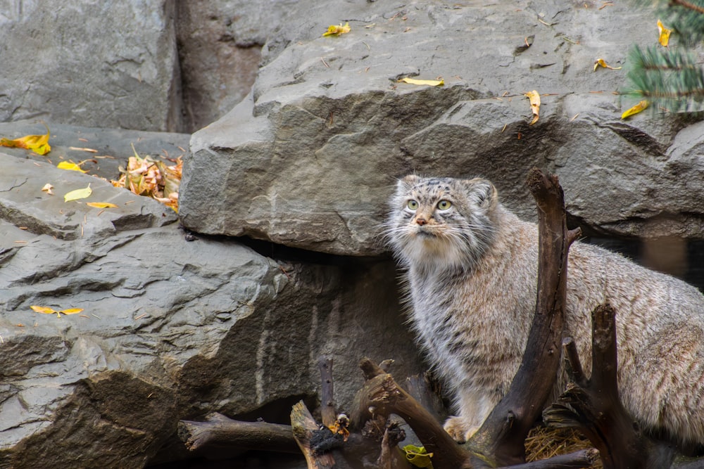 a gray and white cat standing next to a pile of rocks