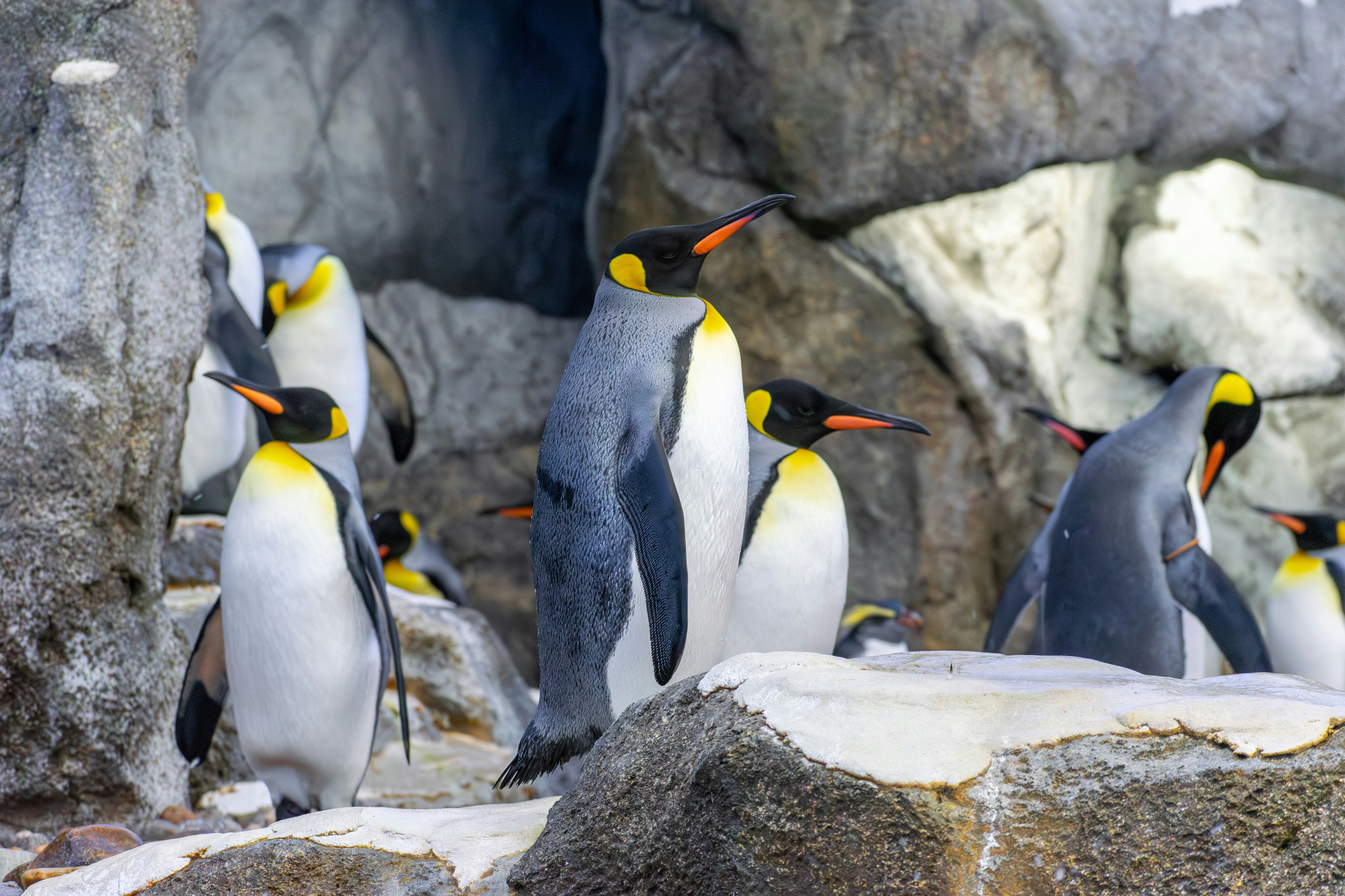 un groupe de pingouins debout au sommet d’un rocher